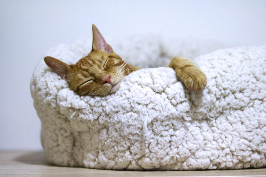 A cat curled up asleep on a white fluffy bed