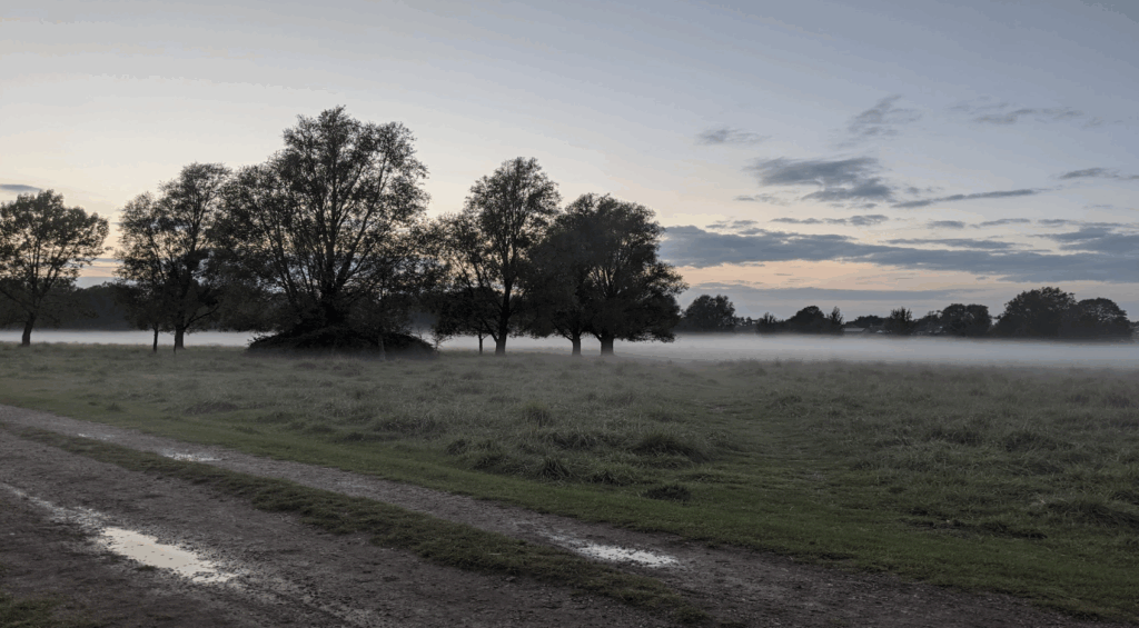 Image shows a grassy field with a few trees in the middle distance and more much further away. There is a layer of mist beyond the first set of trees, hovering above the grass. There are tracks from a vehicle in the foreground and some of these tracks contain muddy puddles. The sky is a pale blue with a few clouds scattered near the horizon. There is a gentle pink glow around them from the sun.